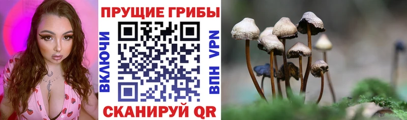 Псилоцибиновые грибы GOLDEN TEACHER  OMG ТОР  Няндома  продажа наркотиков 